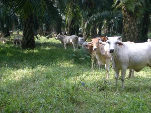 cattle-palm-2