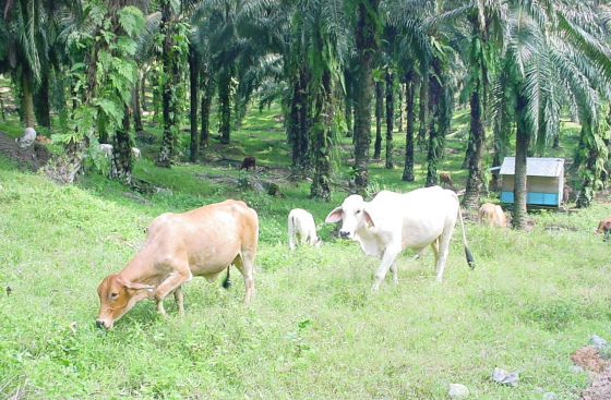 cattle-palm